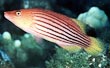 Eight-Line Wrasse 